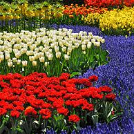 Bloemperk met kleurrijke tulpen, hyacinten en narcissen in bloementuin van Keukenhof, Nederland
